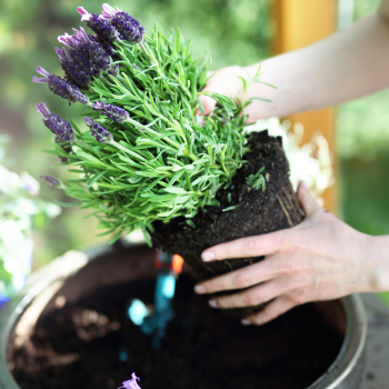 Planter de la lavande sur son balcon